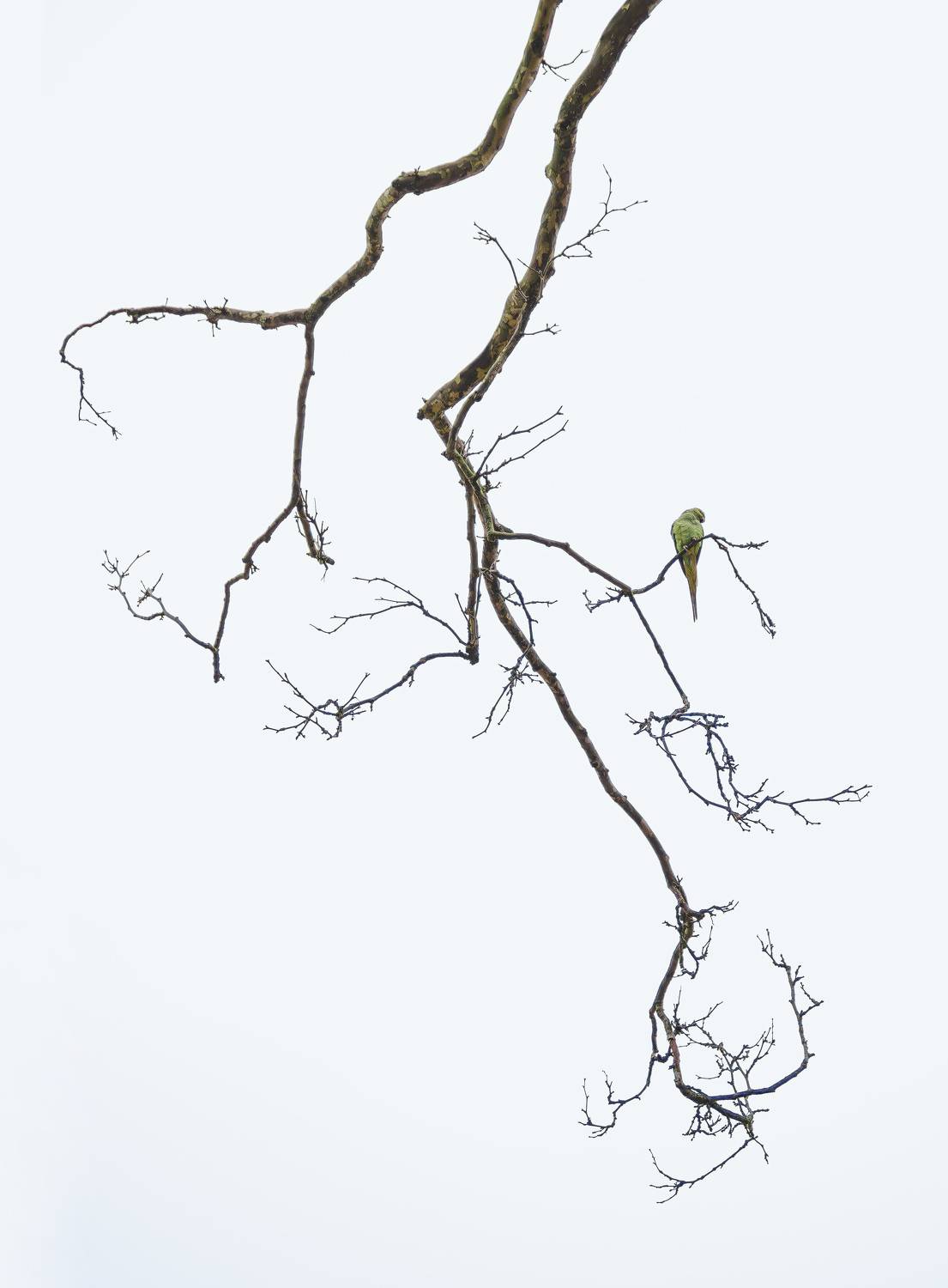 , Ирина Протченко