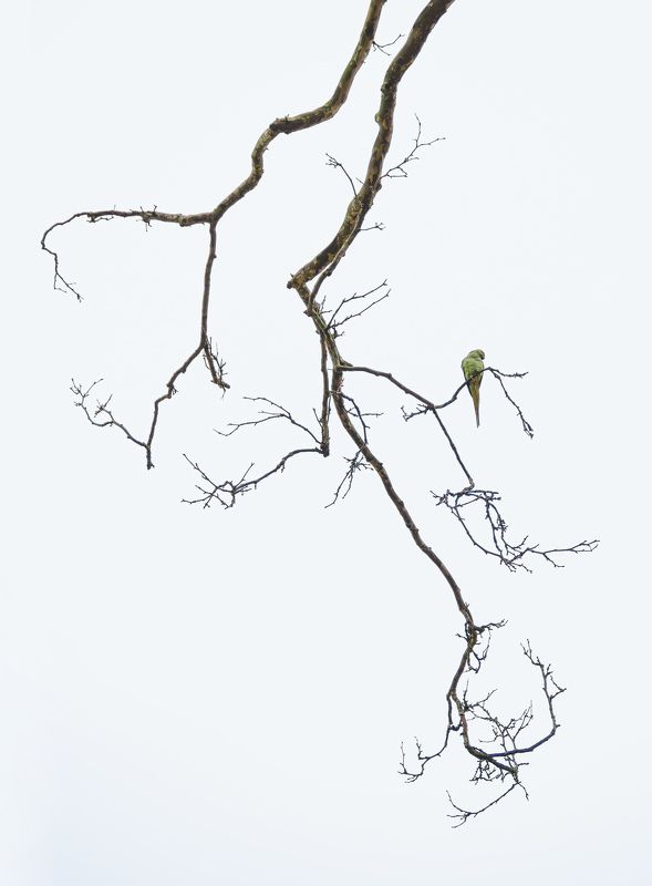 Последний лист / Last leaf фото превью