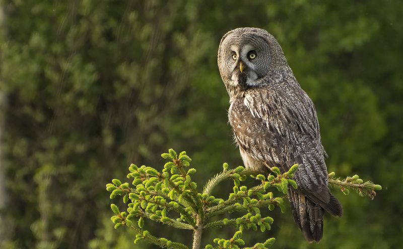 На ёлке Бородатая Неясность :) фото превью