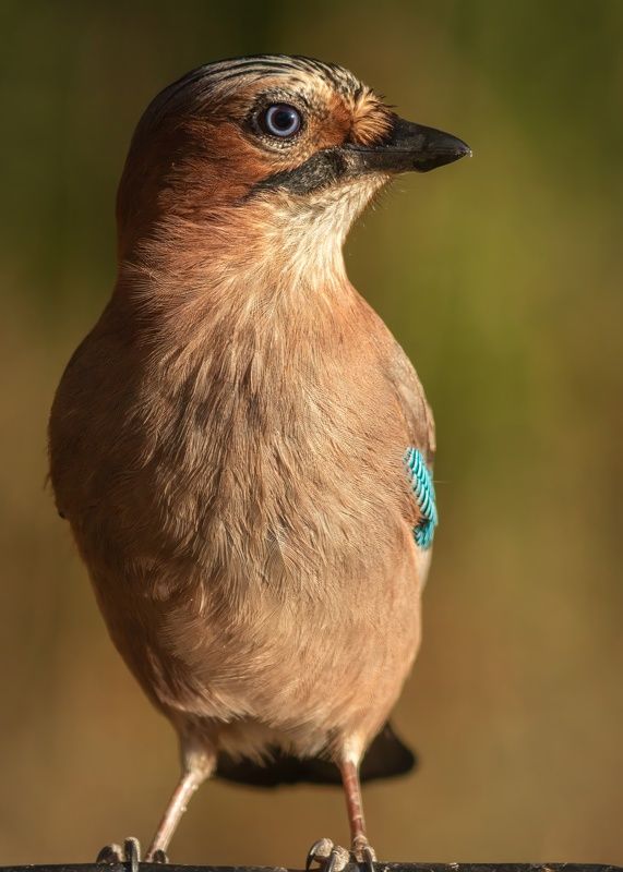 Портрет сойки фото превью