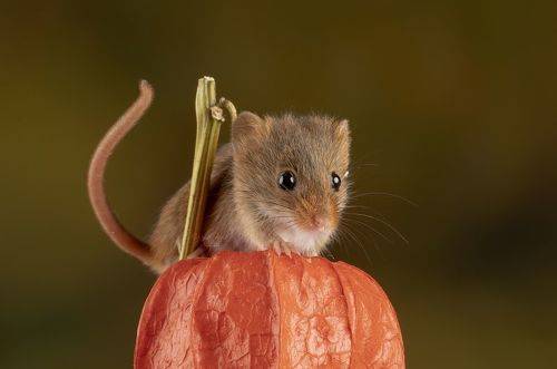 Harvest Mouse