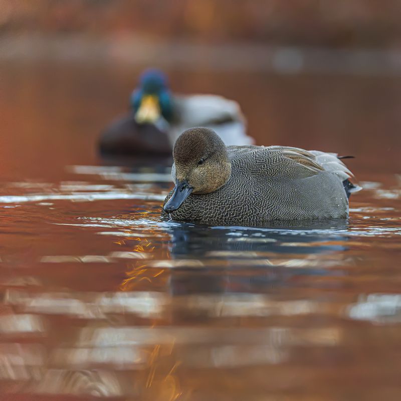 серая утка, птицы, утка Серая утка в закатном свете фото превью