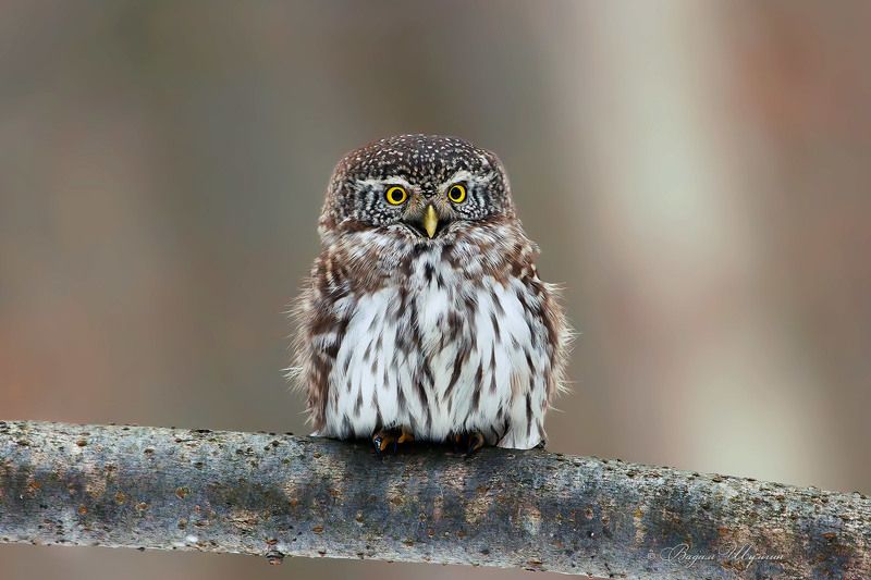 воробьный сыч Мал да суров фото превью