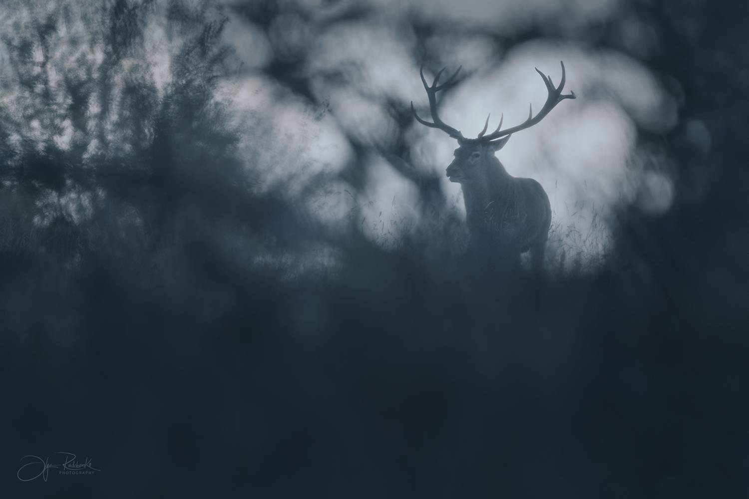 олень, беларусь, гон, deer, rut, осенний гон, красный бор, Рудченко Ольга
