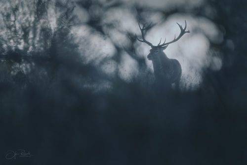 Хранитель тишины