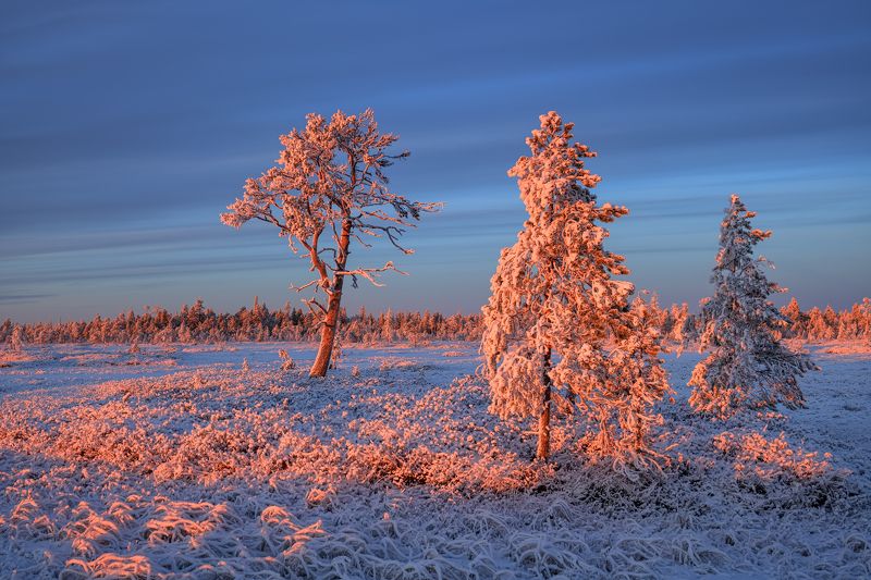 Новогодняя... фото превью