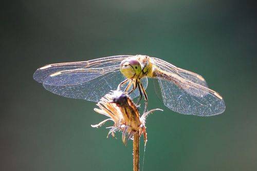 Королева красоты
