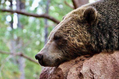 Будни гризли в парке