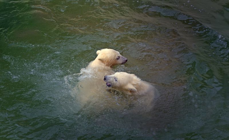 Белые медведи  фото превью
