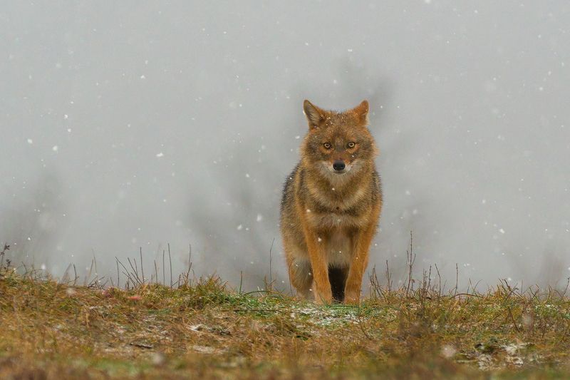 Златист чакал фото превью