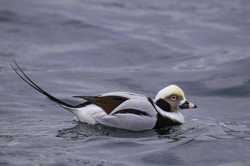 Long-tailed duck