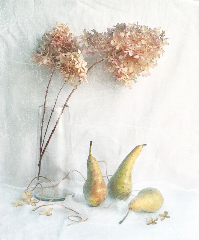 натюрморт, груши, натюрмортсгрушами Зимние груши фото превью