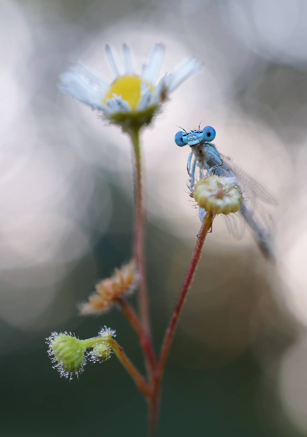 , Чепленко Алексей