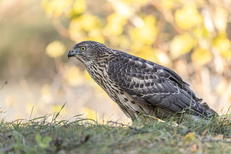 тетеревятник, ястреб, птицы, хищник, осень, фотоохота Молодой ястреб-тетеревятник фото превью