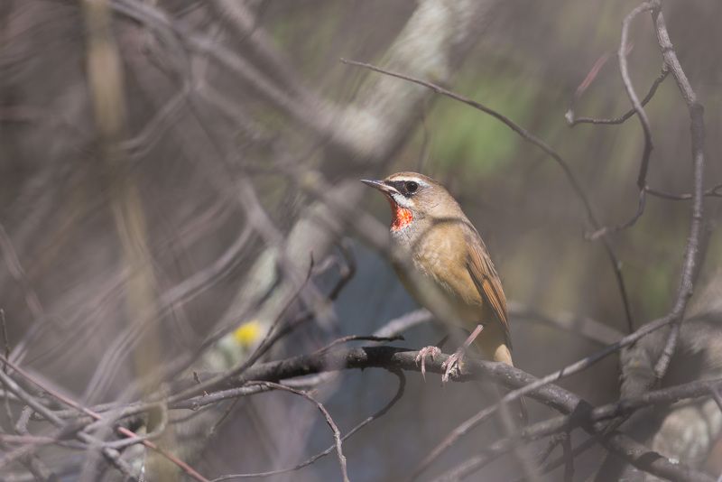красношейка, соловей красношейка, соловей, птица, птицы, лес, бор, осень, новосибирск Красношейка фото превью