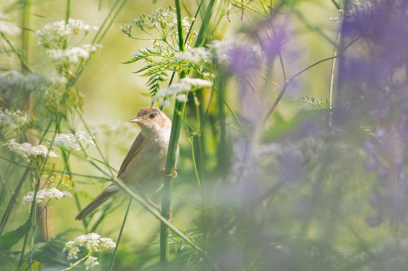 болотная камышовка, птицы, природа, лето Болотная камышовка фото превью