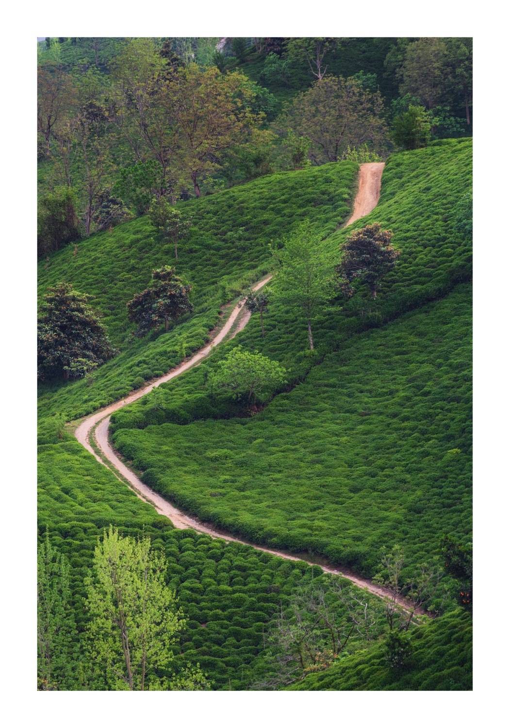 , سعید ممدوحی