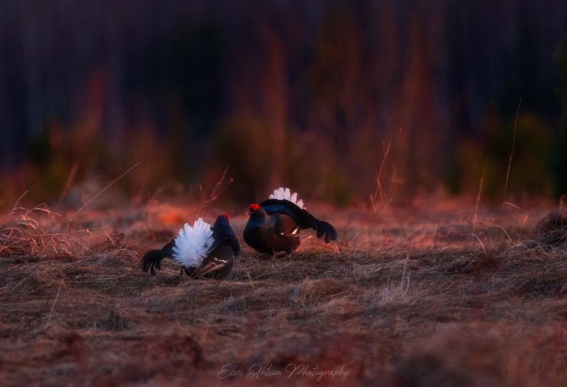 птицы, тетерева, природа, весна, тетеревиный ток, кологрив Зов природы фото превью