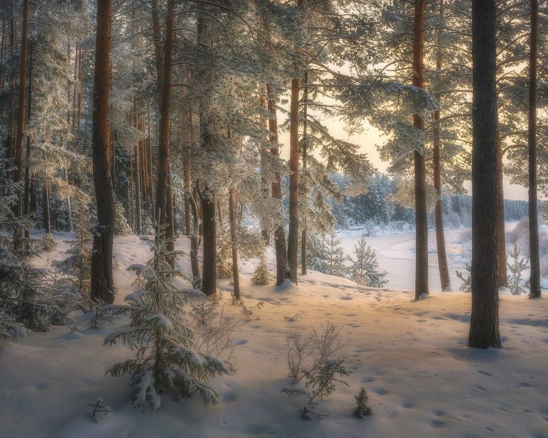 Декабрьский полдень на сосновом берегу фото превью