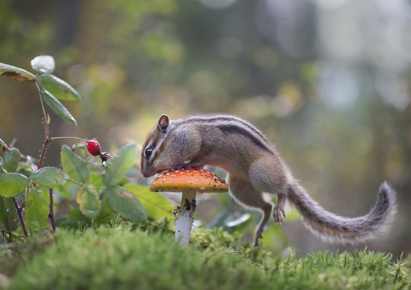 нерюнгри, бурундук, якутия, дикие_животные, женялевина, евгениялевина, животныеякутии, бурундукиибелкилевиной, мухомор Про мухомор фото превью