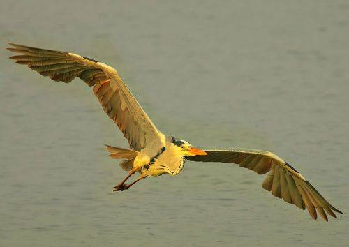 Grey Heron
