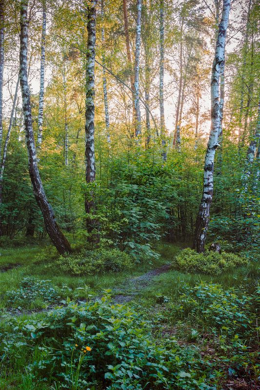 лето, лес, свет В летнем лесу фото превью