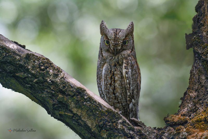 Сплюшечка. фото превью