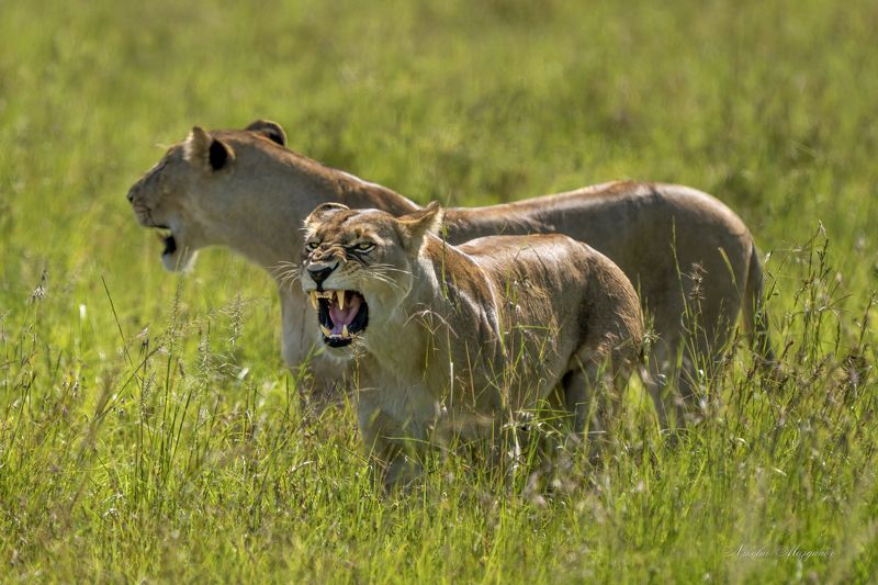 К нам не подходи ... фото превью