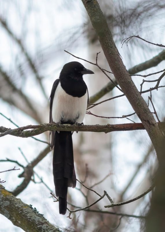 Сорока фото превью