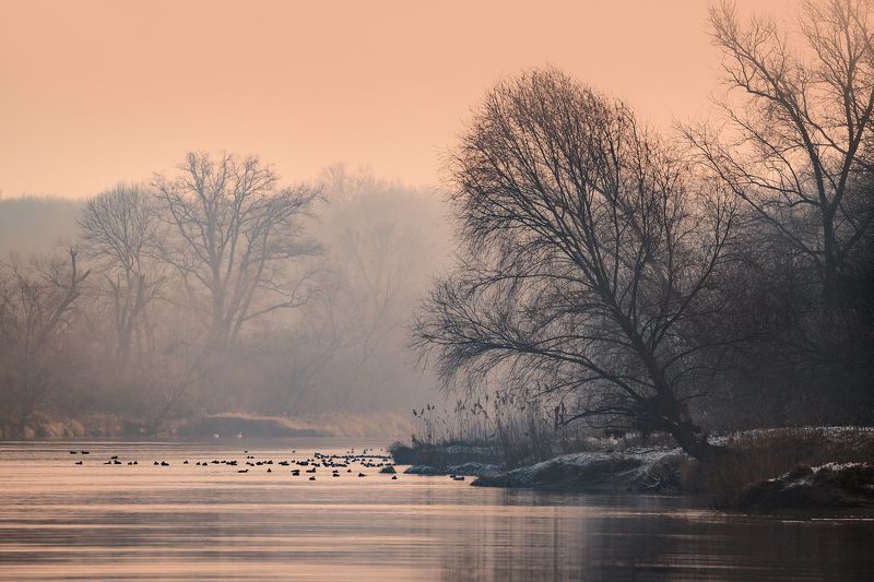 wildlife, nature, river, ducks,trees Odra river фото превью