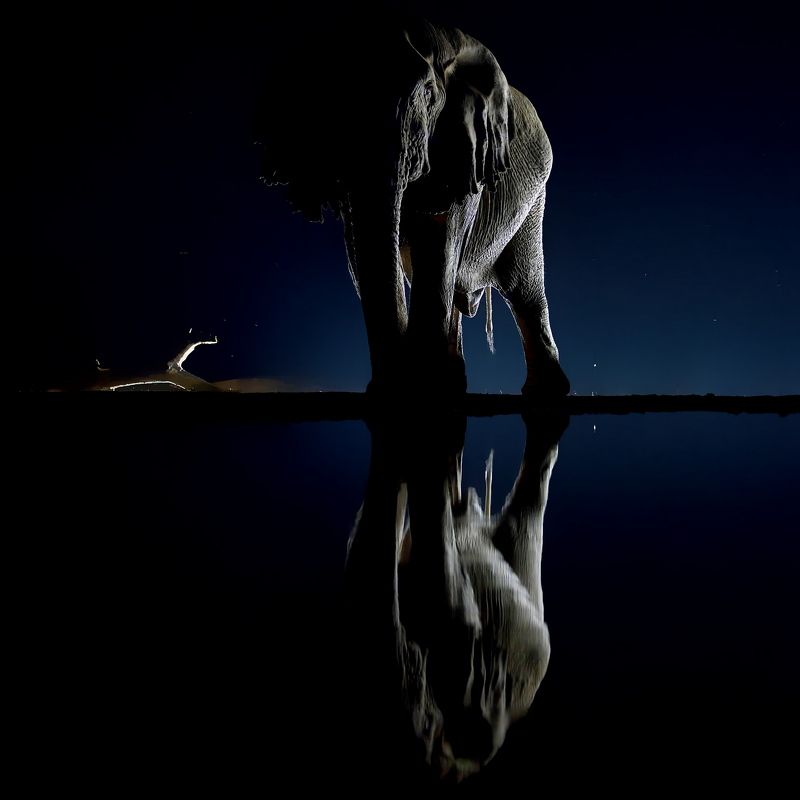 Коряга и слон фото превью