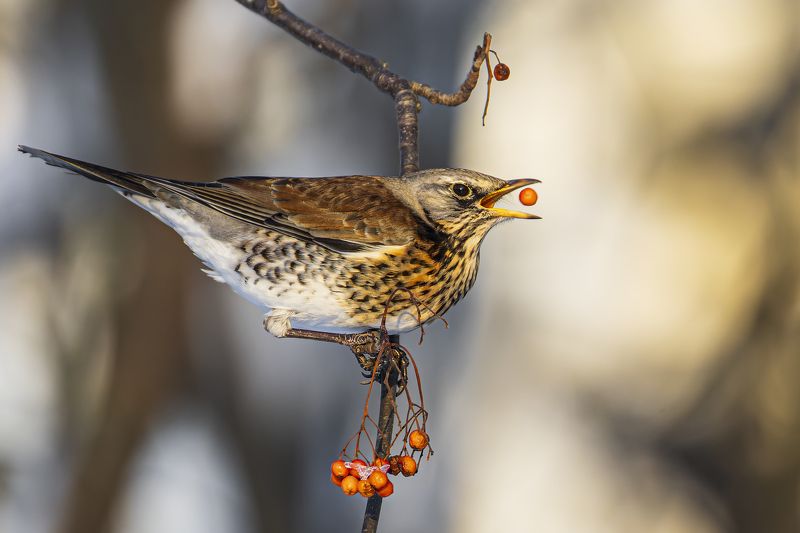 дрозд, рябинник, птицы, рябина, зима Дрозд-рябинник фото превью