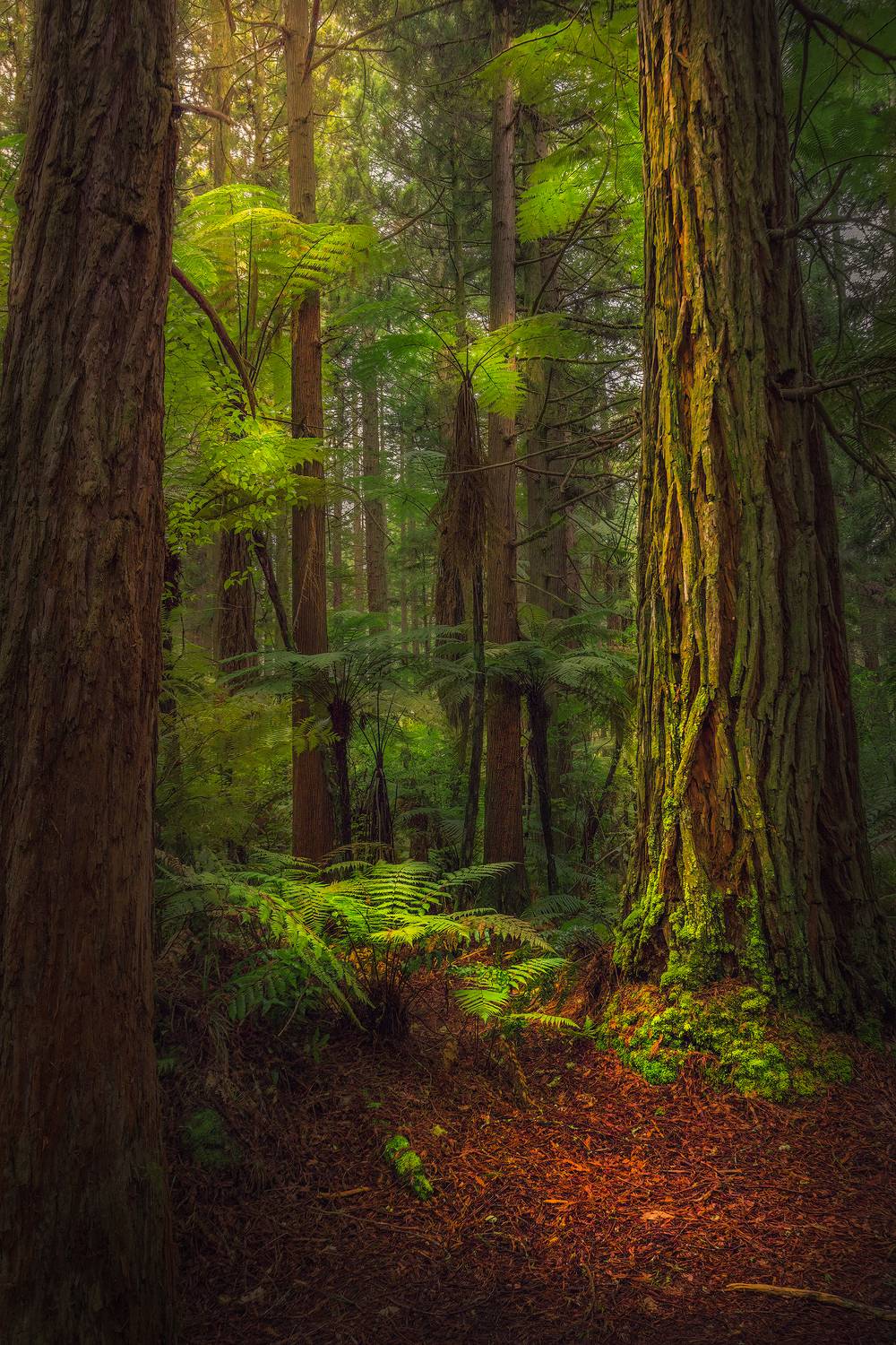 Redwoods, new zealand, outdoors, forest, travel, landscape, Lukas Trixl