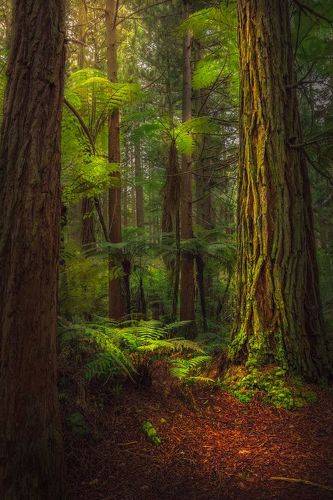 Redwoods 