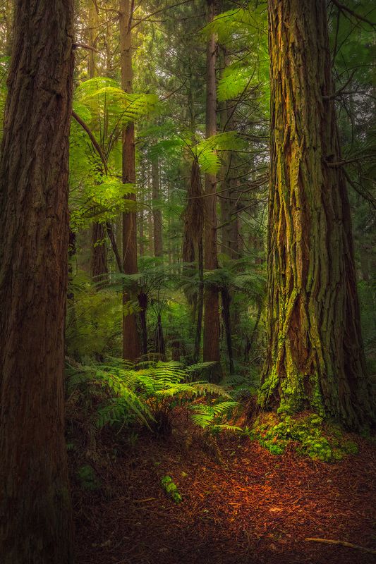 Redwoods, new zealand, outdoors, forest, travel, landscape Redwoods  фото превью