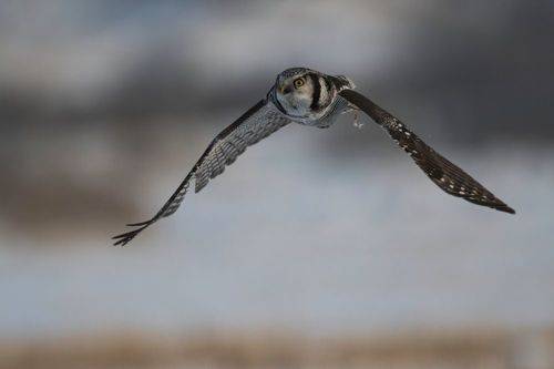 Его Совейшество