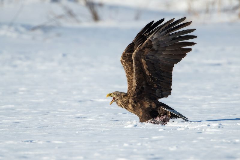 Мои любимые Орланы фото превью
