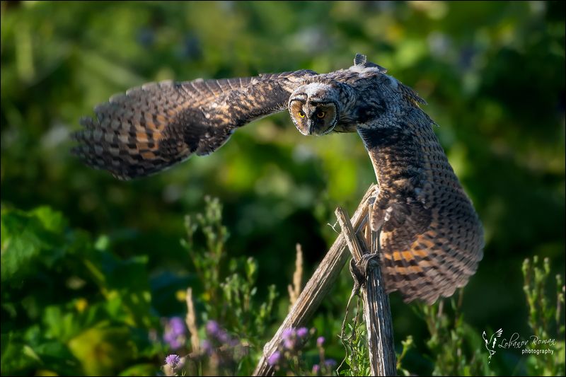 * * * фото превью