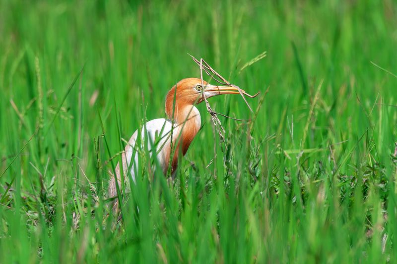 Восточная египетская цапля - Eastern cattle egret - Ardea coromanda; фото превью