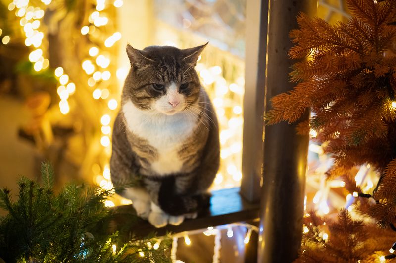 калининград, ночь, кот, новый_год, гирлянды, итоги_года ...обдумывая итоги года фото превью