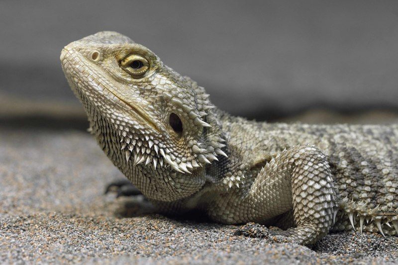 Central breaded dragon фото превью