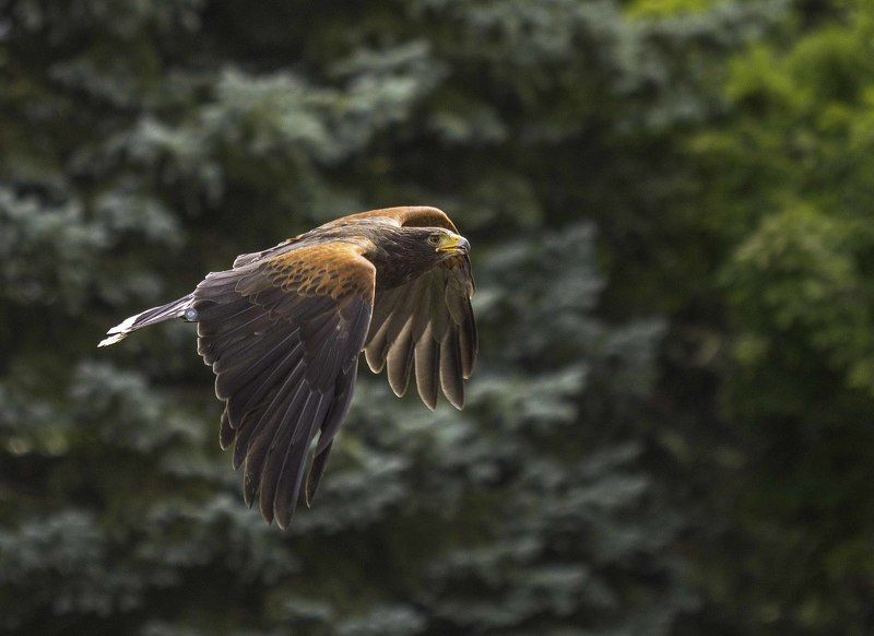 Harris\'s hawk фото превью