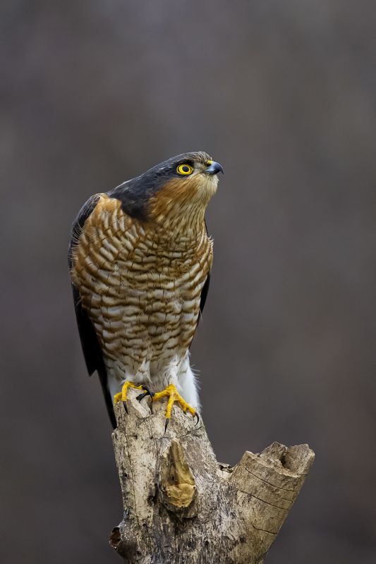 природа На изготовке фото превью