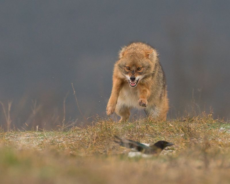 Златист чакал фото превью