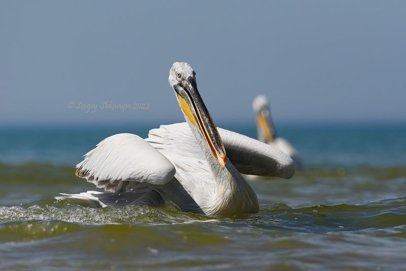 кудрявый пеликан, птицы Солнечный кудрявый пеликан фото превью