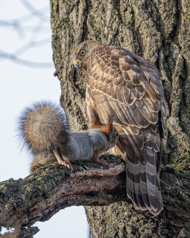 ястреб, тетеревятник, белка, хищник, фотоохота Где мои орехи? фото превью