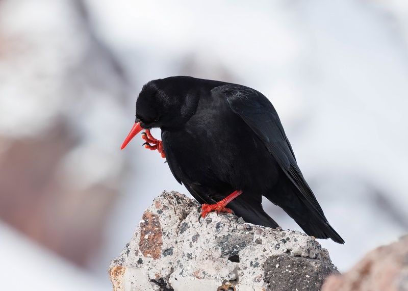 птицы, птицы россии, птицы кавказа, клушица, pyrrhocorax pyrrhocorax, pyrrhocorax Чешется нос! фото превью