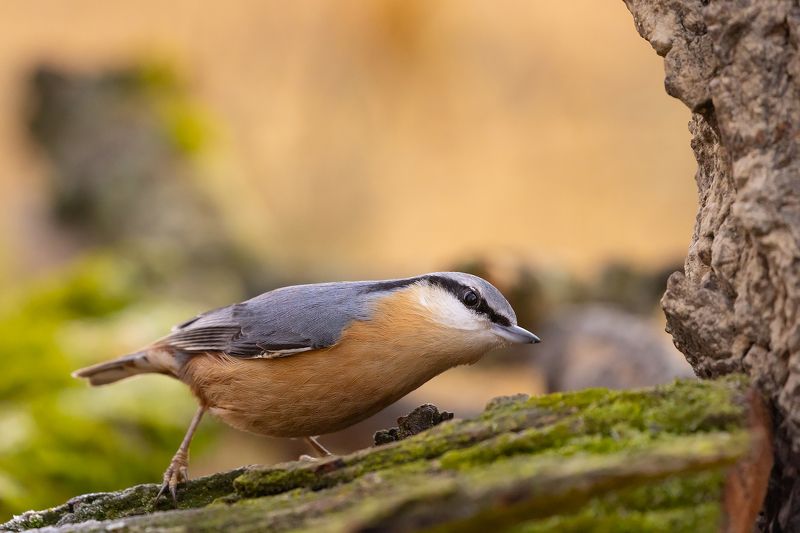 Nuthatch фото превью