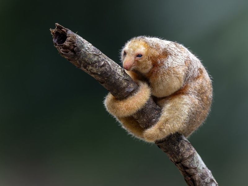 serafín de platanar фото превью