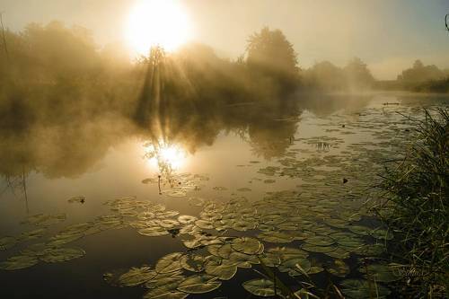 Туман на рассвете.